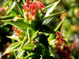 Cliffortia ruscifolia var. ruscifolia female flowers