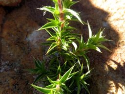 Cliffortia ruscifolia var. ruscifolia young plant