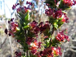 Cliffortia ruscifolia var. ruscifolia covered in stamens