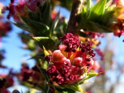 Cliffortia ruscifolia var. ruscifolia male flowers