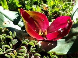Colchicum coloratum subsp. coloratum flower