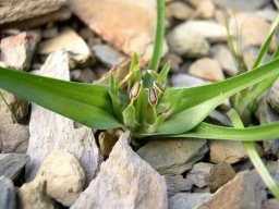 Colchicum longipes