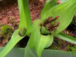 Colchicum longipes young anthers