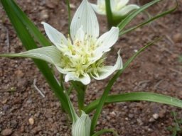 Colchicum striatum
