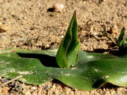 Colchicum scabromarginatum suggesting the sea