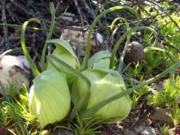 Colchicum volutare