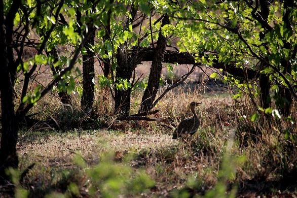 Colophospermum mopane and redcrested korhaan