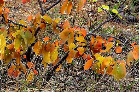 Colophospermum mopane spring pageant