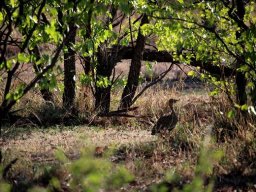 Colophospermum mopane and redcrested korhaan