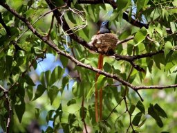 Paradise flycatcher choosing mopane