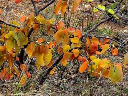 Colophospermum mopane spring pageant
