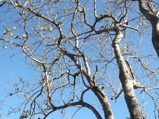 Combretum apiculatum subsp. apiculatum upper branches