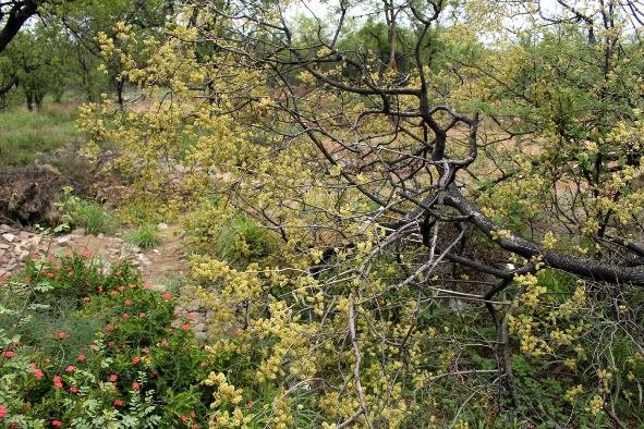 Combretum