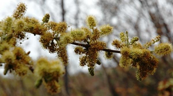 Combretum molle flowers