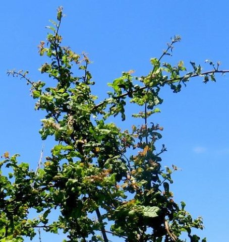 Combretum mossambicense