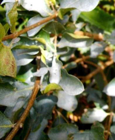 Combretum vendae