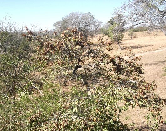 Combretum zeyheri, a prolific bearer of large fruit
