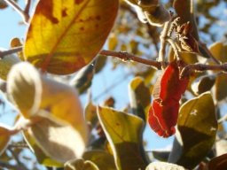 Combretum molle leaves