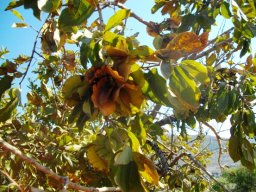 Combretum zeyheri, the raasblaar