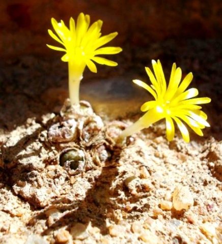 Conophytum auriflorum subsp. auriflorum
