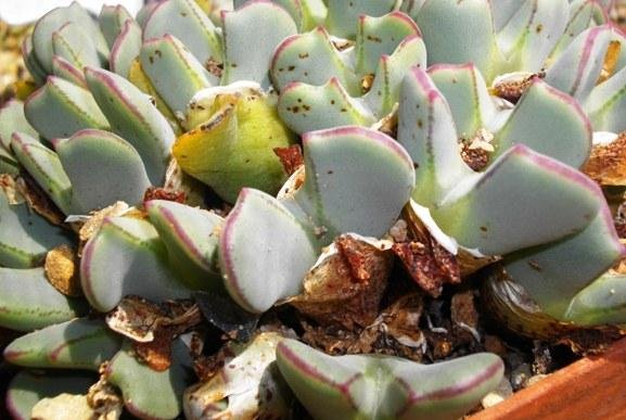 Conophytum bilobum var. muscosipapillatum