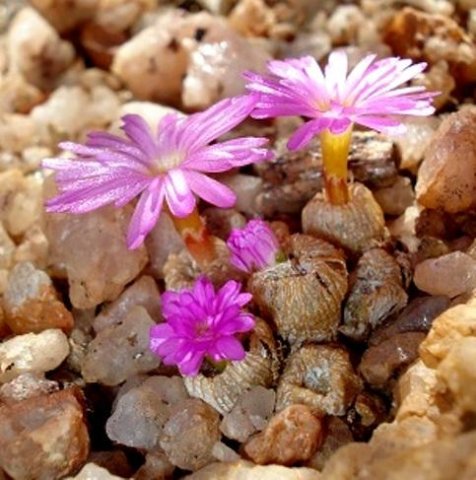 Conophytum ectypum