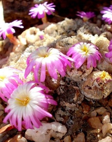 Conophytum ectypum