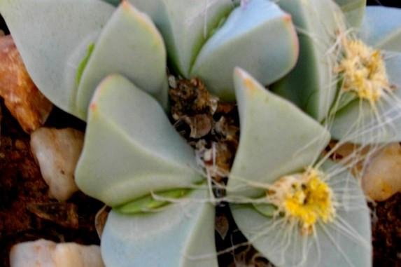 Conophytum herreanthus subsp. herreanthus