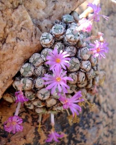 Conophytum jucundum subsp. fragile