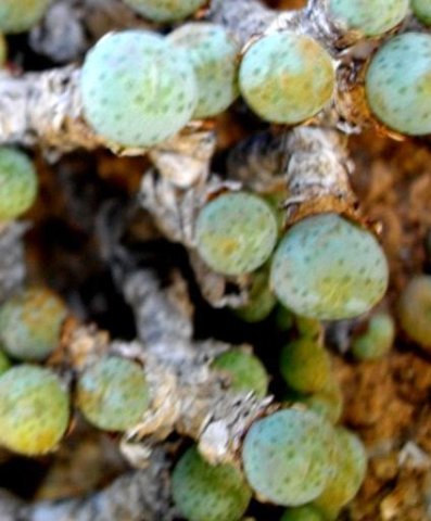 Conophytum jucundum subsp. jucundum leaves