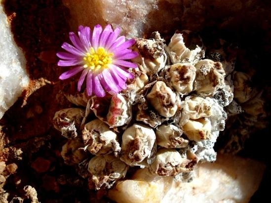 Conophytum marginatum subsp. karamoepense