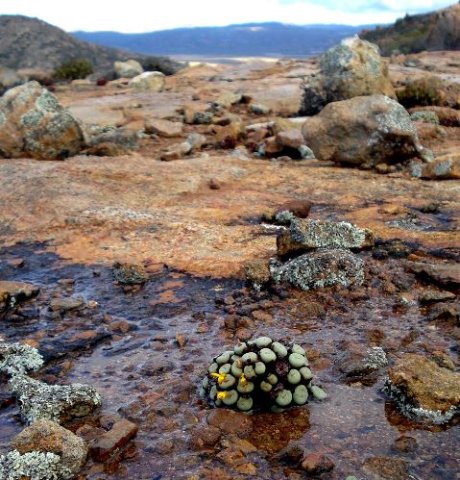 Conophytum pageae