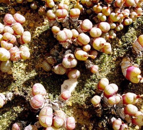 Conophytum truncatum subsp. truncatum var. wiggettiae