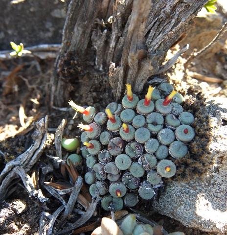 Conophytum truncatum subsp. truncatum young and old juxtaposed