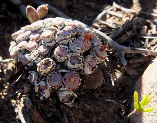 Conophytum truncatum subsp. truncatum bearing up