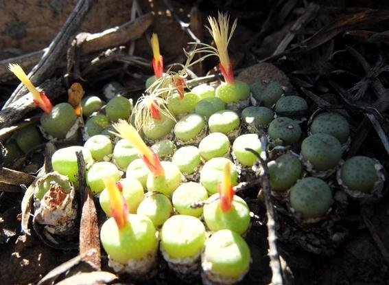 Conophytum truncatum subsp. truncatum dealing with sunshine