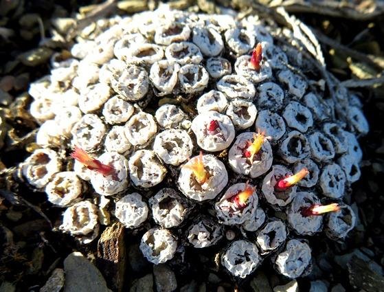 Conophytum truncatum subsp. truncatum celebrating a birthday