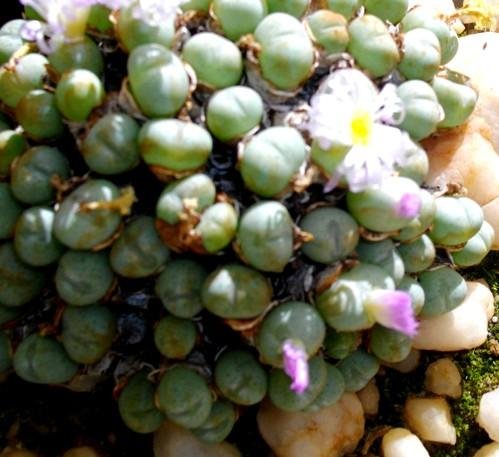 Conophytum velutinum subsp. polyandrum
