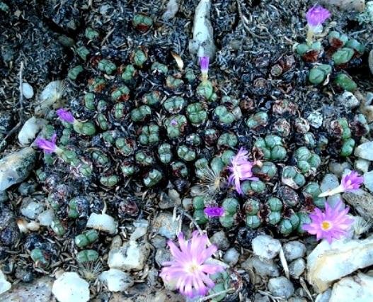 Conophytum violaciflorum