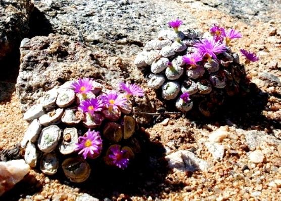 Conophytum wettsteinii on rocky ground