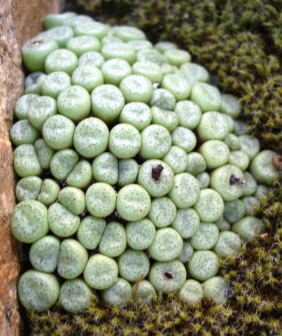 Conophytum truncatum subsp. truncatum