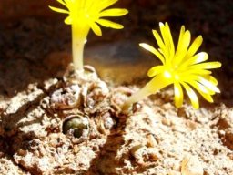 Conophytum auriflorum subsp. auriflorum