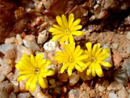 Conophytum auriflorum subsp. auriflorum