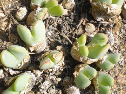 Conophytum bilobum