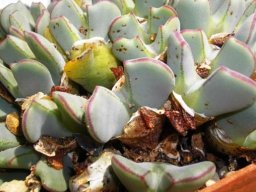 Conophytum bilobum var. muscosipapillatum