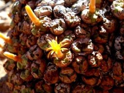 Conophytum breve