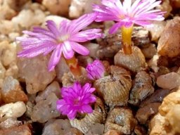 Conophytum ectypum
