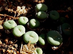 Conophytum leaves, maybe flavum
