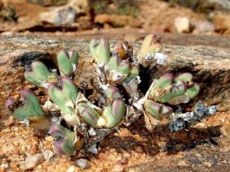 Conophytum frutescens