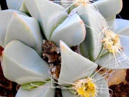 Conophytum herreanthus subsp. herreanthus